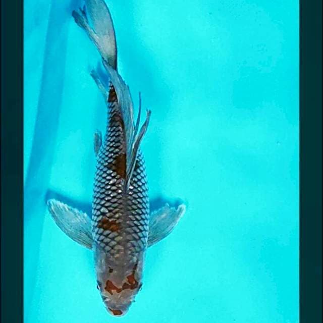 Kumpay ochiba bulky 34cm male