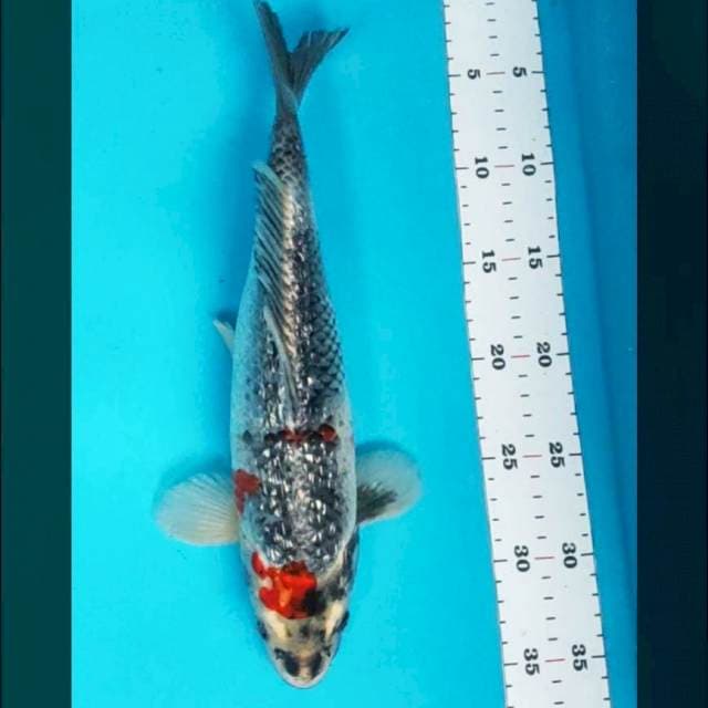Showa ginrin 34cm male