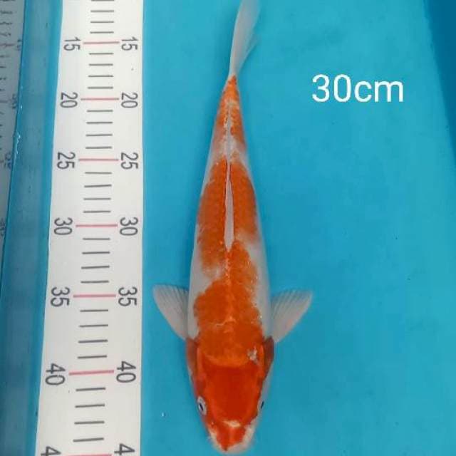 Kohaku hikari 30cm