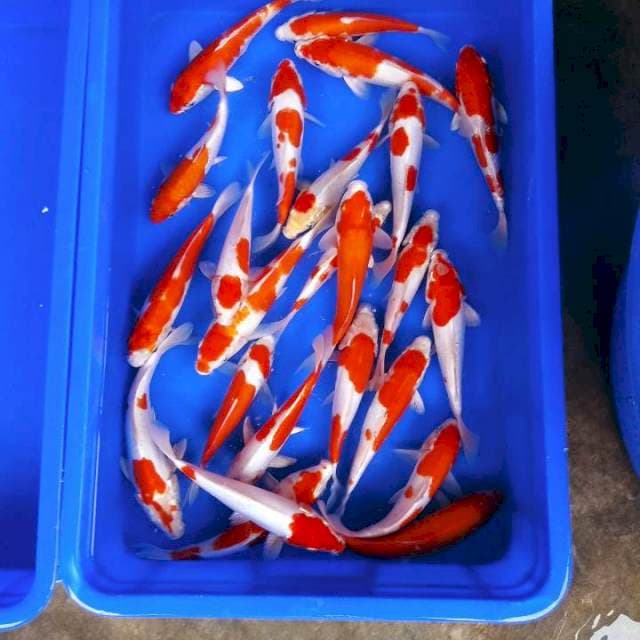 Doitsu kohaku merah 25ekor 20-25cm