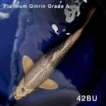 Platinum Ginrin - Grade A
