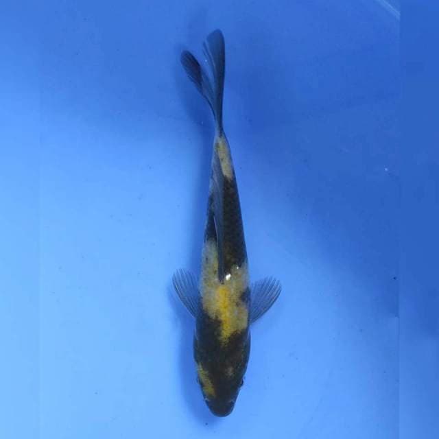 Marusei Ki Utsuri