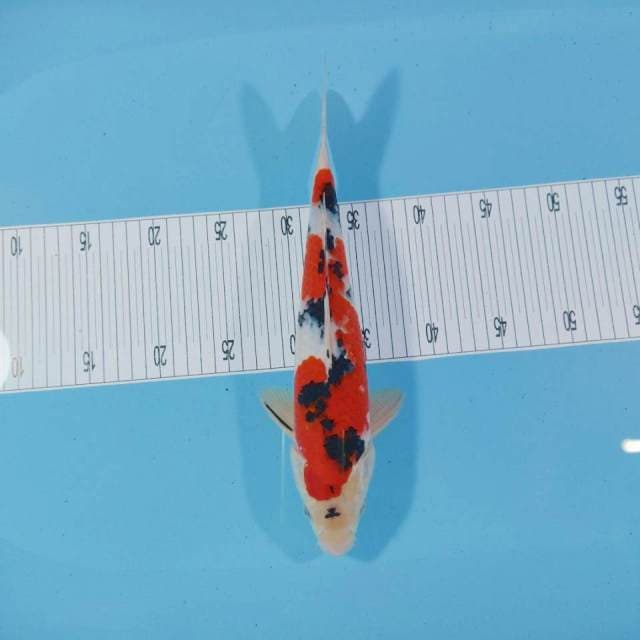 35cm