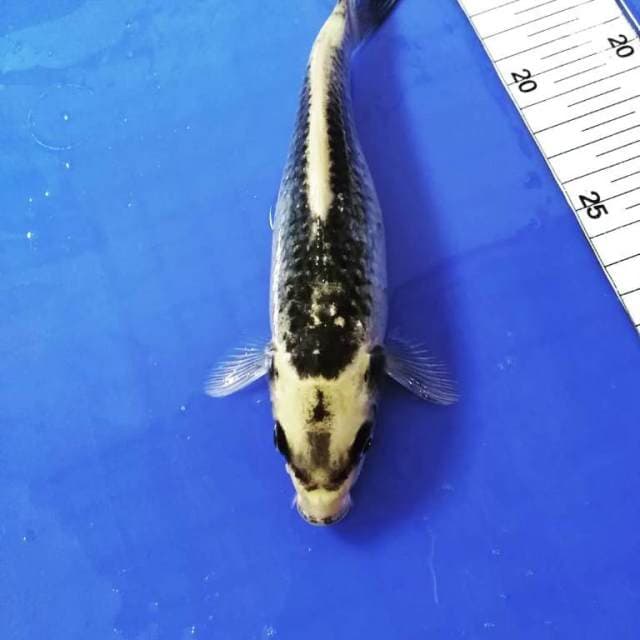 Kin kabuto sisik