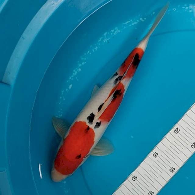 32cm
