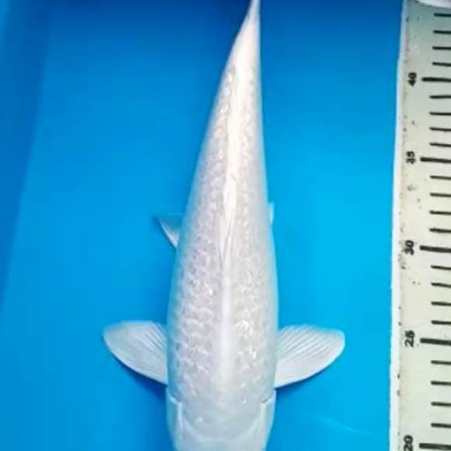 PLATINUM GINRIN 34 Cm, JANTAN