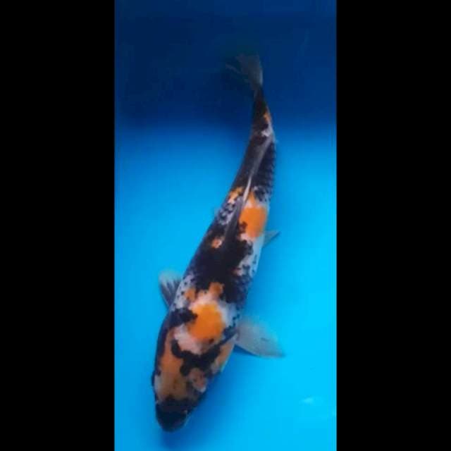 KIN  SHOWA 35 Cm