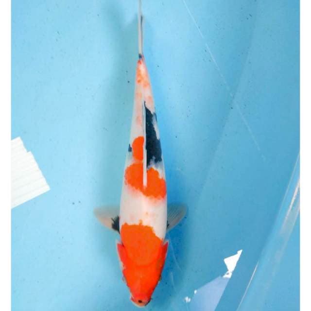 Sanke 33cm Male