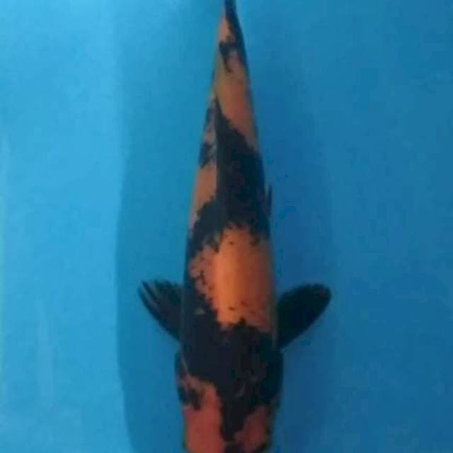 Hiu 26
