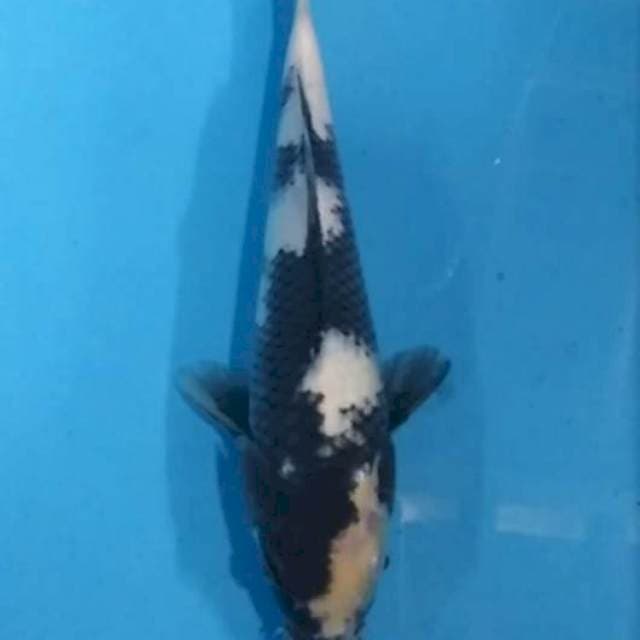 Shiro 25 cm