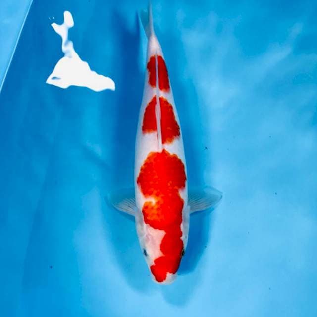 Kohaku, 32 cm