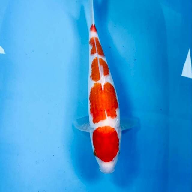 Kohaku, 35 cm