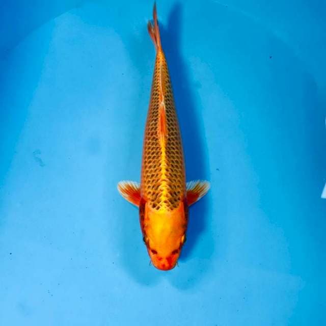 Aka Matsuba, 26 cm