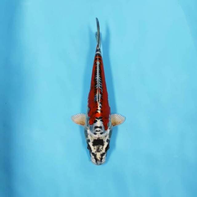 KIKO SHUSUI