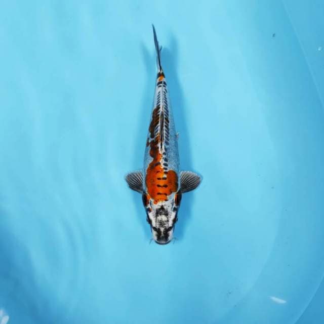 KIKO PATTERN