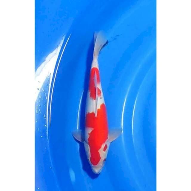 Tategoi Sanke Merah Halus Strong 33cm (M)
