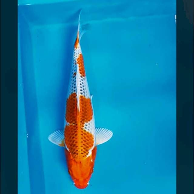 Good kujaku 35cm