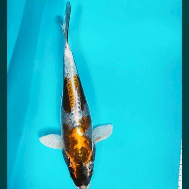 Antik kiko 35cm