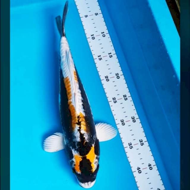 Kabuto 37cm body jumbo