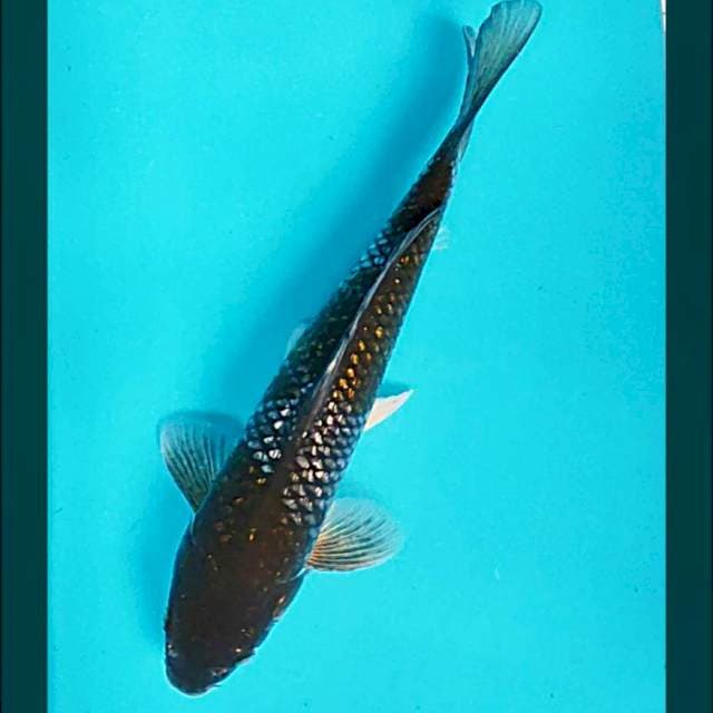 Ochiba ginrin 34cm