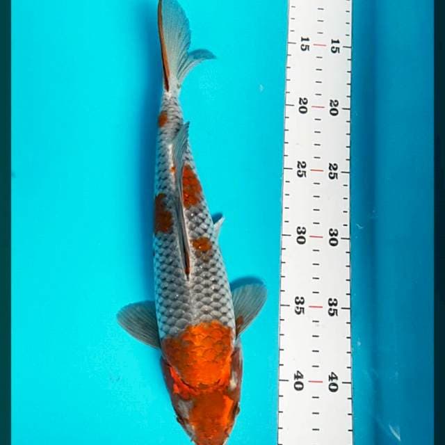 Ochiba kogane strong 30cm male
