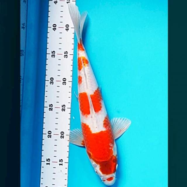 Kujaku 32cm male