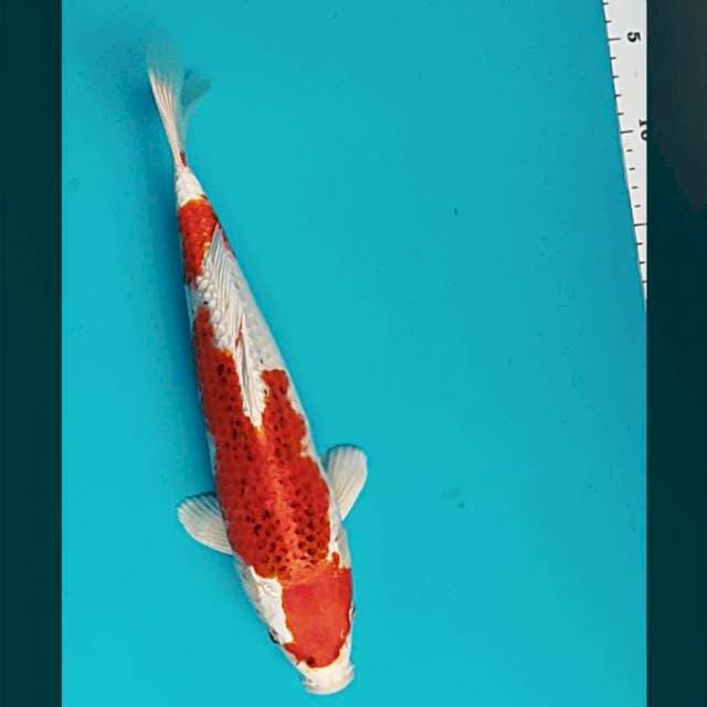 Strong kujaku 31cm male