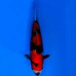 Genjiro showa bulky 30cm with breeder certificate