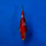 Strong kohaku genjiro 30cm with breeder certificate