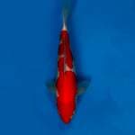 Genjiro kohaku 33cm with breeder certificate