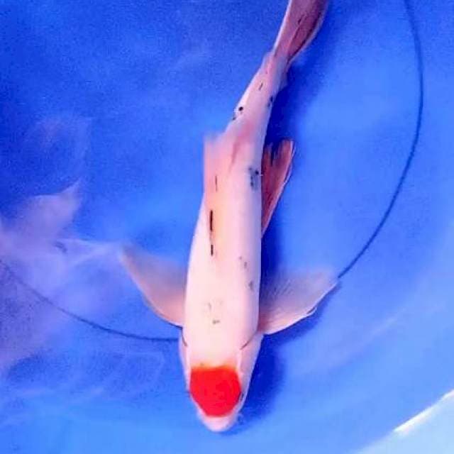 Kumpay sanke 36 cm