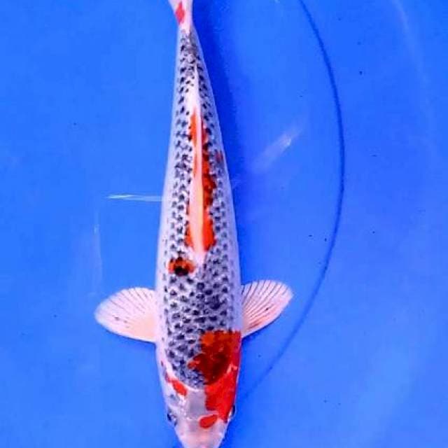 Goshiki 30 bu