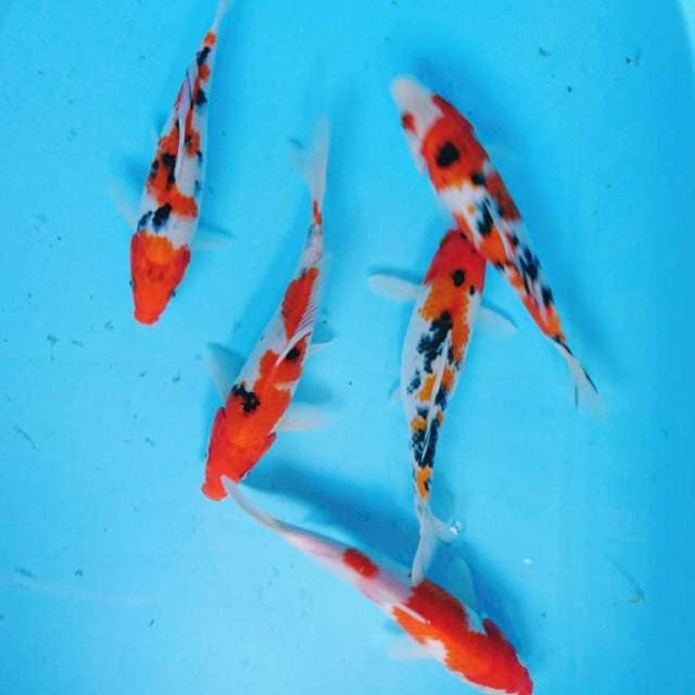 Pket kohaku sanke (5 ekor )