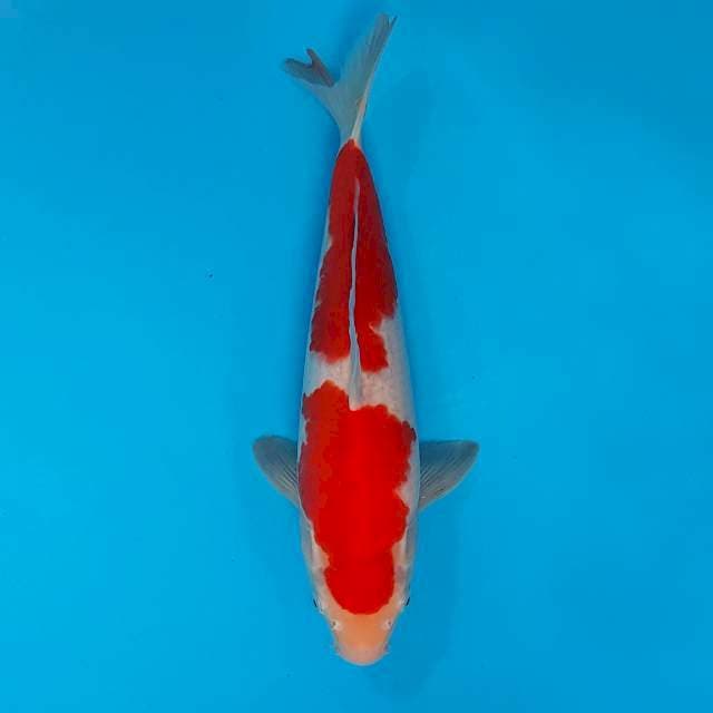 Kohaku genjiro 30up cm with breeder certificate