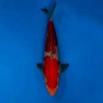 Kohaku genjiro 30up cm with breeder certificate