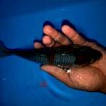 Ociba