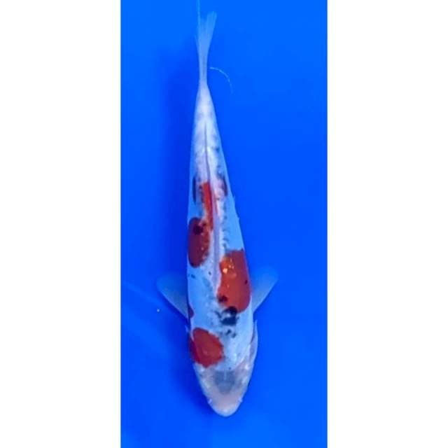 2. Kumon - 20 cm