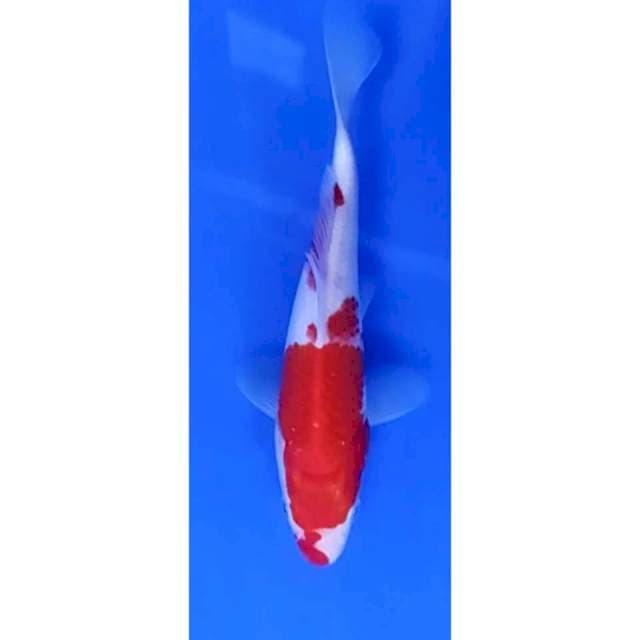 4. Kohaku - 17 cm - jantan