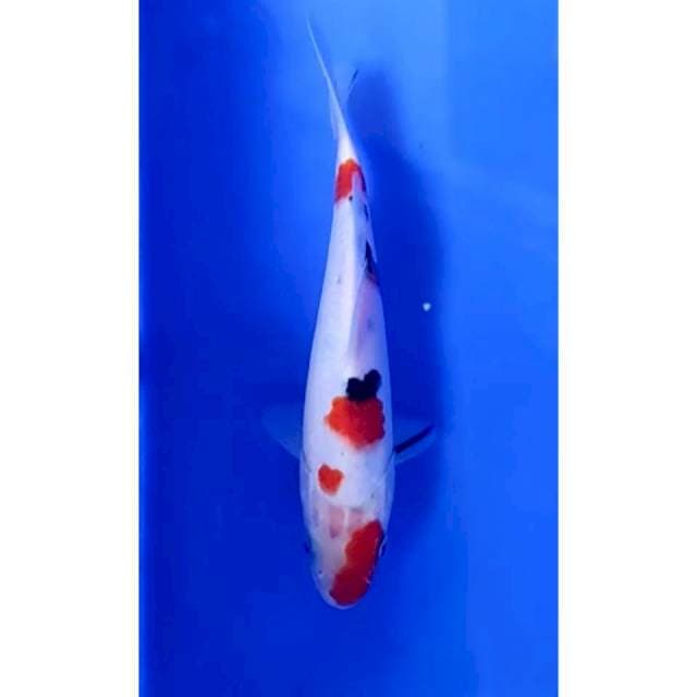 7. Sanke -17 cm -Jantan