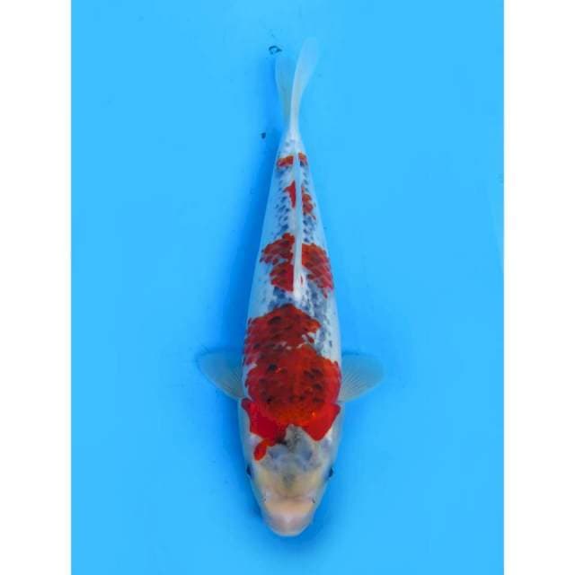 Ghosiki Sakura - 30cm Male
