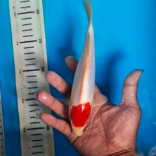 Tancho kohaku doit 21cm
