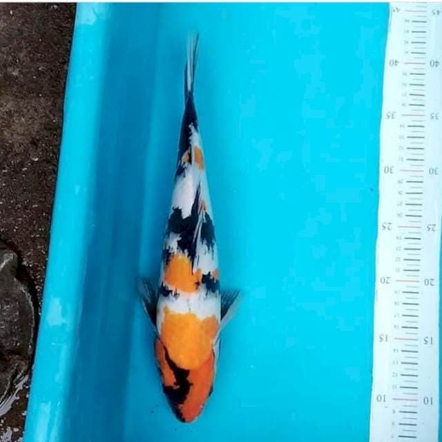 Ki Showa 35cm