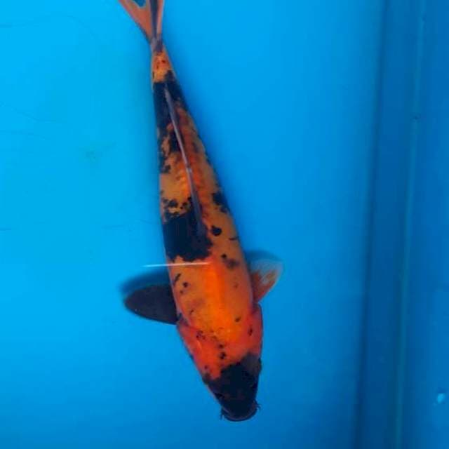 Utsuri doit 23cm