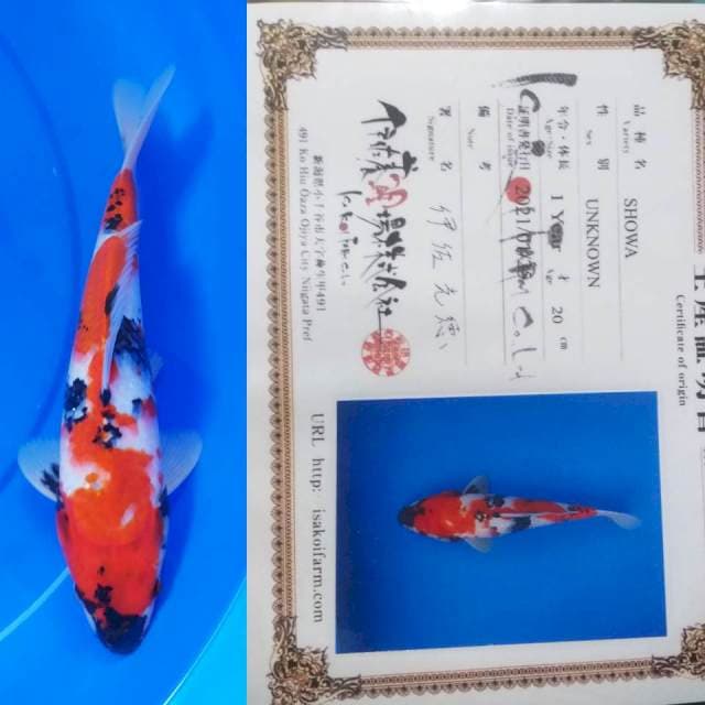 ISA Showa 29cm, bulky