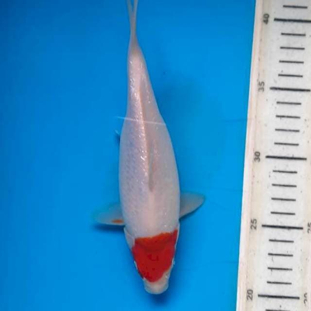 Tancho kuhaku gindrin 21cm