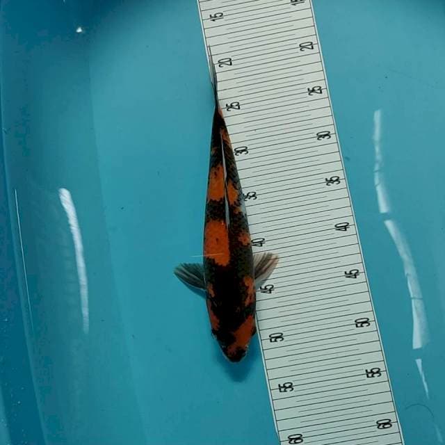 32cm