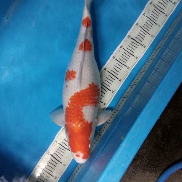 Kohaku 60 cm