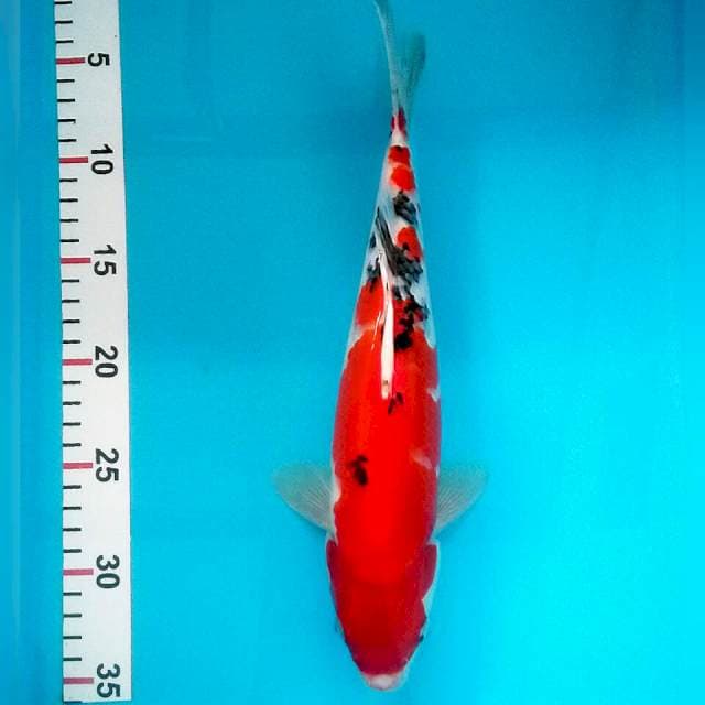 Sanke 30cm