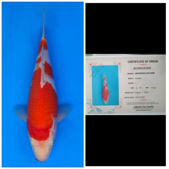 Maruboshi Kohaku