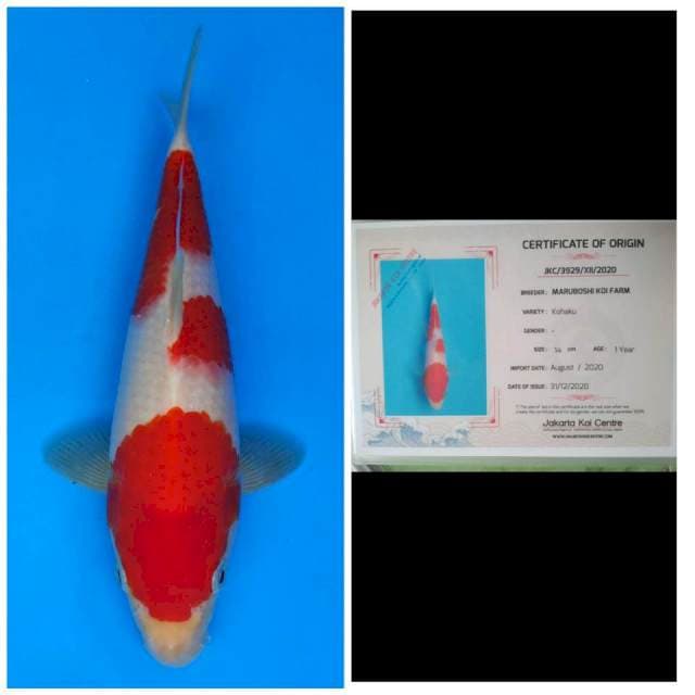 Maruboshi Kohaku